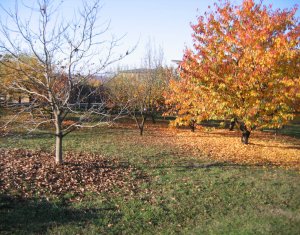 Terrain à vendre dans Feleacu