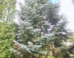 Maison 3 chambres à vendre dans Gilau