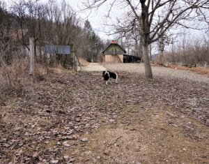 Terrain à vendre dans Gilau