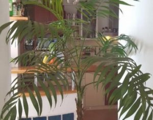 Appartement 4 chambres à louer dans Cluj-napoca, zone Zorilor