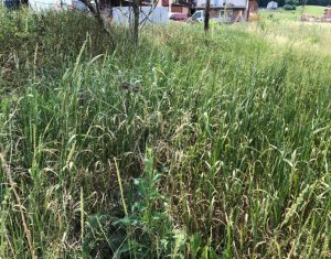 Telek eladó on Floresti