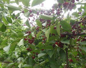 Ház 6 szobák eladó on Floresti