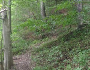 Telek eladó on Tarnita