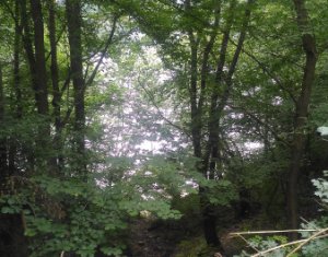 Telek eladó on Tarnita