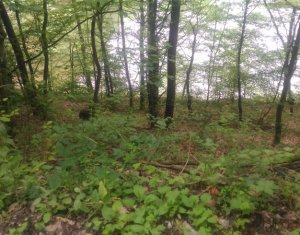 Telek eladó on Tarnita