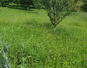 Telek eladó on Cluj-napoca, Zóna Borhanci