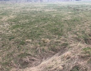 , 3000m2 on Floresti