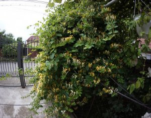 Ház 2 szobák kiadó on Cluj-napoca, Zóna Someseni