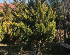 Ház 4 szobák eladó on Cluj-napoca, Zóna Faget