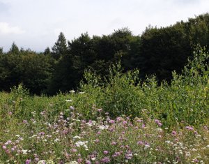 Telek eladó on Feleacu