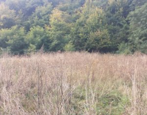 Telek eladó on Chinteni