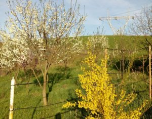 Nyaralók eladó on Caianu