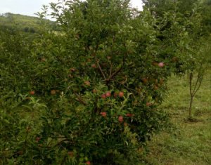 Nyaralók eladó on Caianu