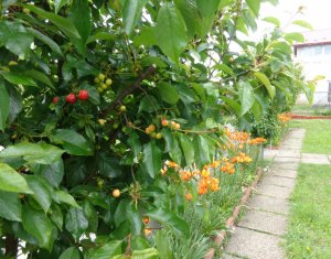 Ház 4 szobák eladó on Jucu De Mijloc