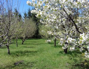 Telek eladó on Feleacu