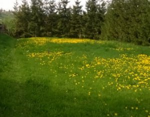 Telek eladó on Feleacu