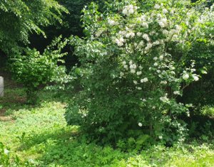 Telek eladó on Cluj-napoca, Zóna Faget