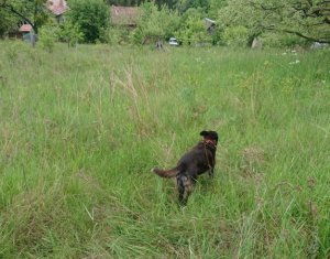 Telek eladó on Feleacu