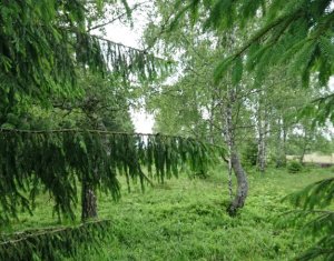 Telek eladó on Dealu Negru