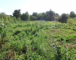 Ház 6 szobák eladó on Chinteni