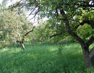 Ház 6 szobák eladó on Chinteni