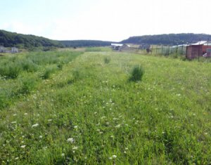 Telek eladó on Chinteni