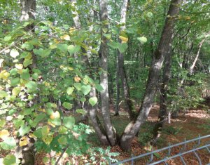 Telek eladó on Cluj-napoca, Zóna Faget