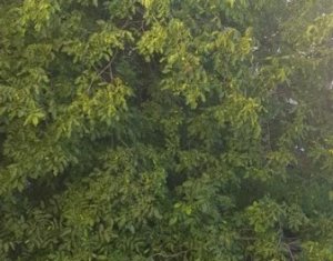 Garzon kiadó on Cluj-napoca, Zóna Manastur