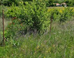 Telek eladó on Cluj-napoca, Zóna Borhanci