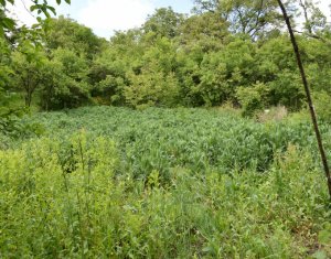 Maison 5 chambres à vendre dans Cluj-napoca, zone Dambul Rotund