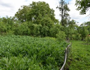 Maison 5 chambres à vendre dans Cluj-napoca, zone Dambul Rotund