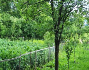 Maison 5 chambres à vendre dans Cluj-napoca, zone Dambul Rotund