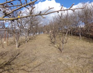 Telek eladó on Dezmir