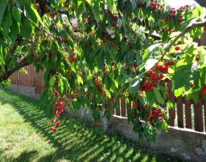 Ház 5 szobák eladó on Cluj-napoca, Zóna Dambul Rotund