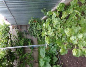 Ház 2 szobák eladó on Cluj-napoca, Zóna Dambul Rotund