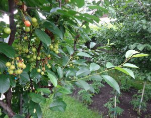 Ház 2 szobák eladó on Cluj-napoca, Zóna Dambul Rotund