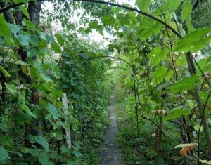 Ház 5 szobák eladó on Cluj-napoca, Zóna Andrei Muresanu