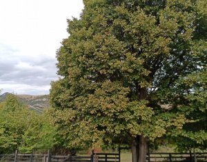 Telek eladó on Baisoara
