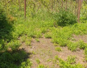 Maison 3 chambres à louer dans Cluj-napoca, zone Centru