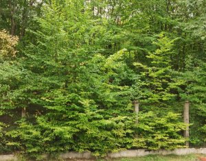 Ház 5 szobák eladó on Gilau