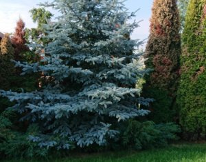 Ház 4 szobák eladó on Cluj-napoca, Zóna Dambul Rotund
