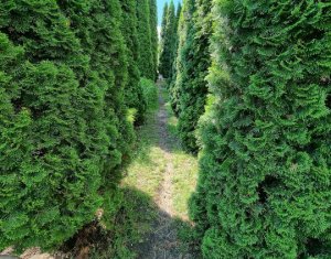 Maison 5 chambres à vendre dans Cluj-napoca, zone Gruia