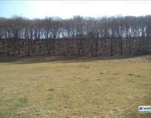 Telek eladó on Floresti