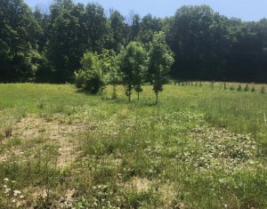 Telek eladó on Floresti