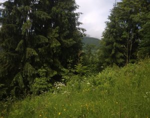 Nyaralók eladó, Zóna Centru