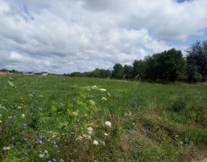 Terrain à vendre dans Corusu