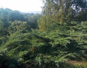 Terrain à vendre dans Cluj-napoca, zone Becas