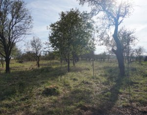 Ház 1 szobák eladó on Vlaha