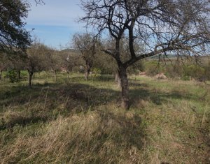 Ház 1 szobák eladó on Vlaha