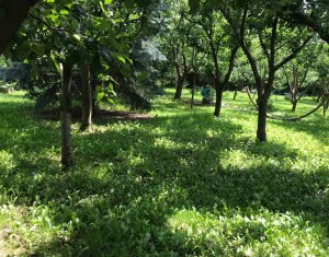 Ház 5 szobák kiadó on Cluj-napoca, Zóna Grigorescu